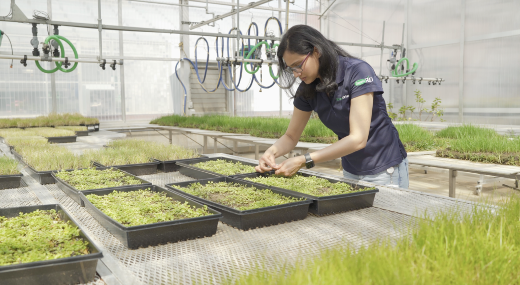 Image of a scientist in a greenhouse closely inspecting a variety of grasses